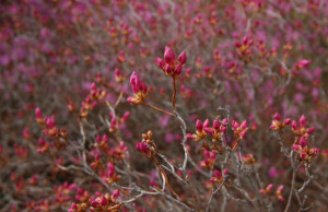 Krzewy_ozdobne_Korean_Rhododendron_Rhododendron_mucronulatum_