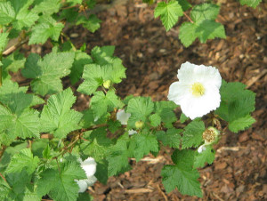 Krzewy_ozdobne_Rubus_Benenden_Wikimedia_Commons_Meneerke_bloem