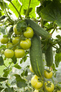 Warzywa ozdobne - pomidory ogórki