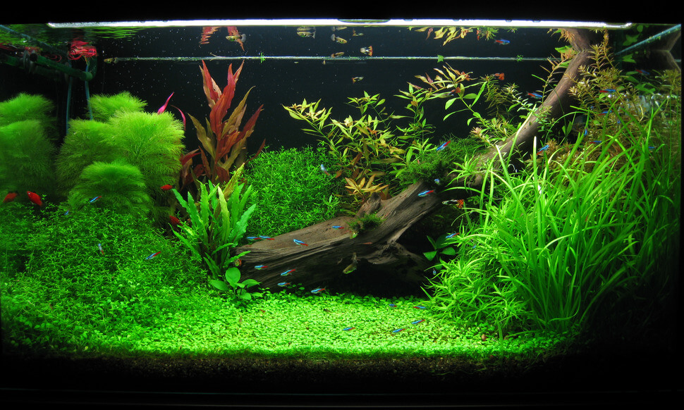 Rośliny akwariowe a CO2