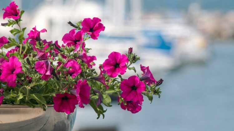 Surfinie - przepiękne kwiaty na całe lato - jak o nie dbać?
