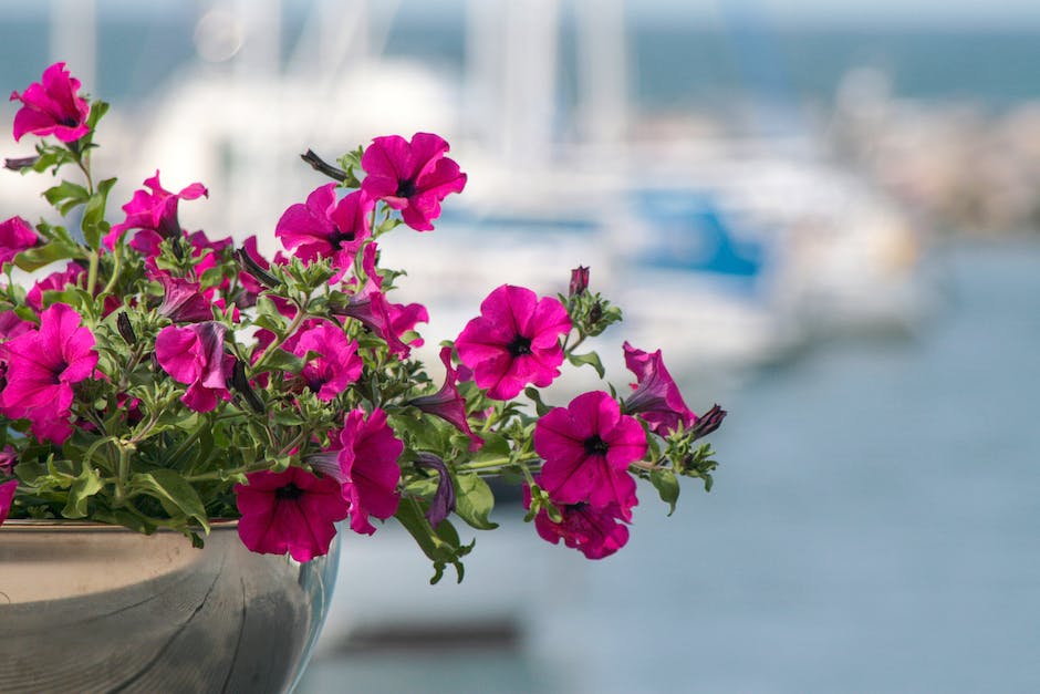 Surfinie - przepiękne kwiaty na całe lato - jak o nie dbać?
