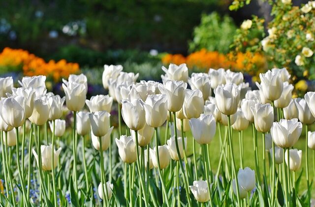 Biały ogród - zasadź rośliny kwitnące na biało