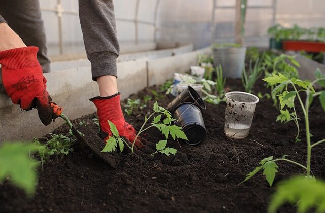 Preparaty, które poprawią funkcjonowanie w Twoim ogrodzie
