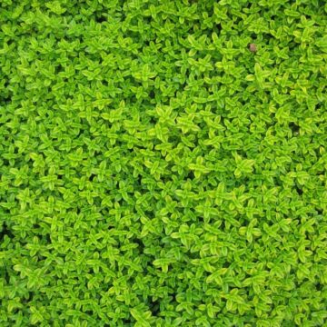 Zakładanie i pielęgnacja ogrodów – co warto wiedzieć?