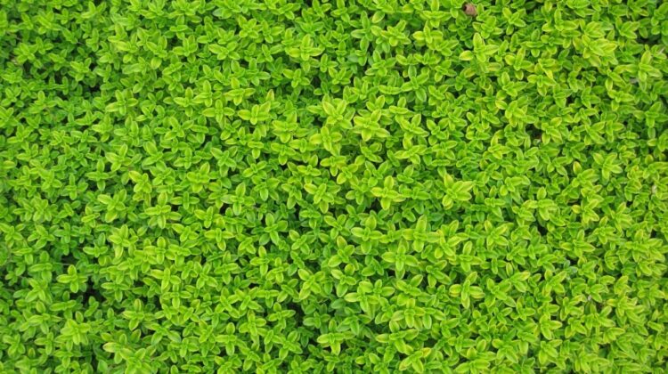 Zakładanie i pielęgnacja ogrodów – co warto wiedzieć?